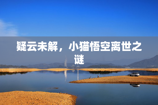 疑云未解，小猫悟空离世之谜