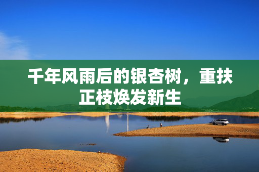 千年风雨后的银杏树，重扶正枝焕发新生