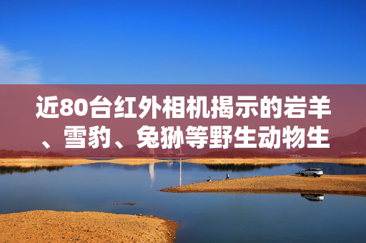 近80台红外相机揭示的岩羊、雪豹、兔狲等野生动物生态观察之旅