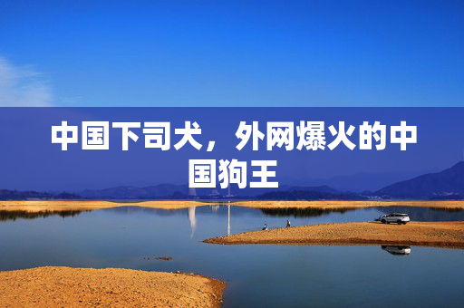 中国下司犬，外网爆火的中国狗王