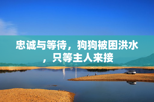忠诚与等待，狗狗被困洪水，只等主人来接