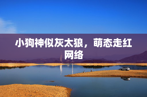 小狗神似灰太狼，萌态走红网络