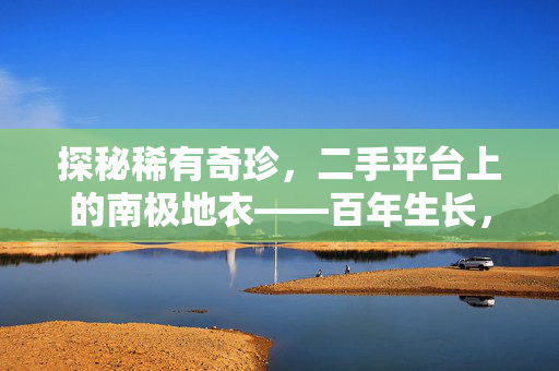 探秘稀有奇珍，二手平台上的南极地衣——百年生长，一毫米奇迹