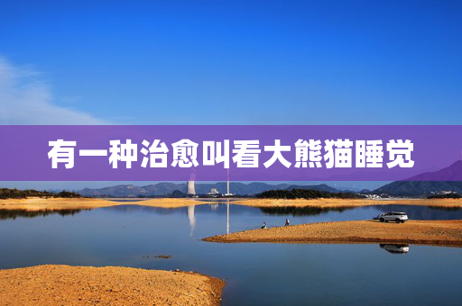 有一种治愈叫看大熊猫睡觉