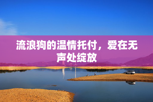 流浪狗的温情托付，爱在无声处绽放