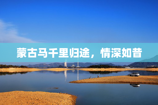 蒙古马千里归途，情深如昔